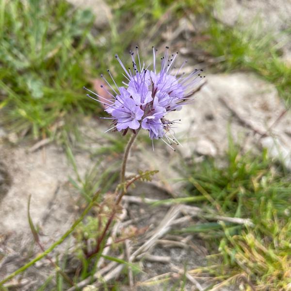 <h3>? phacelia /  / </h3>